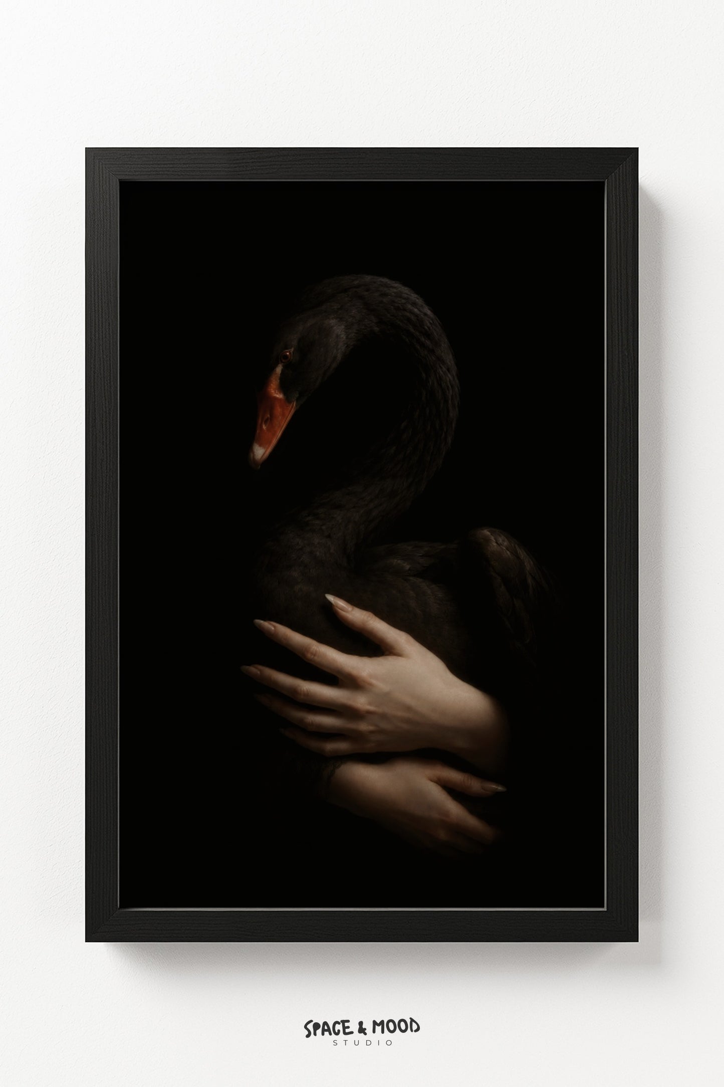 Black Swan Embrace