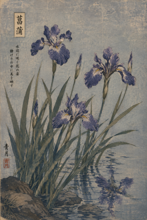 Purple Iris Botanical